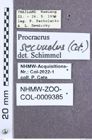 Etikett zu Melanoxanthus gracilis (Candèze, 1900)